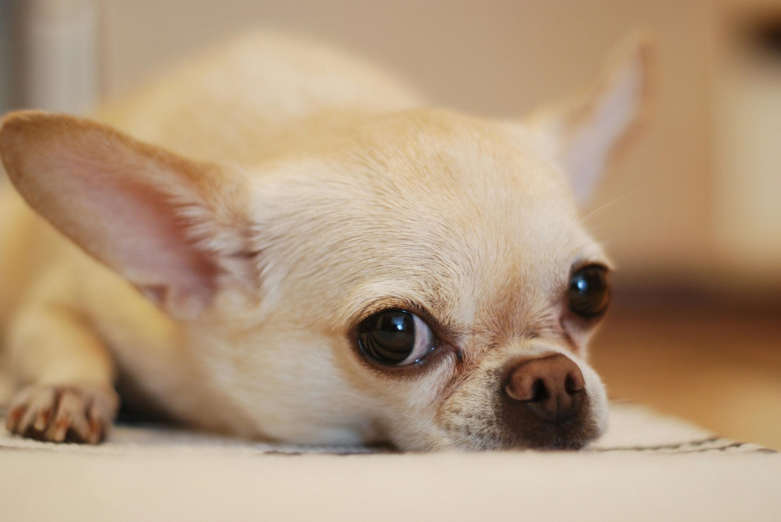 Adorable close-up of a chihuahua dog resting indoors with big eyes and alert ears.